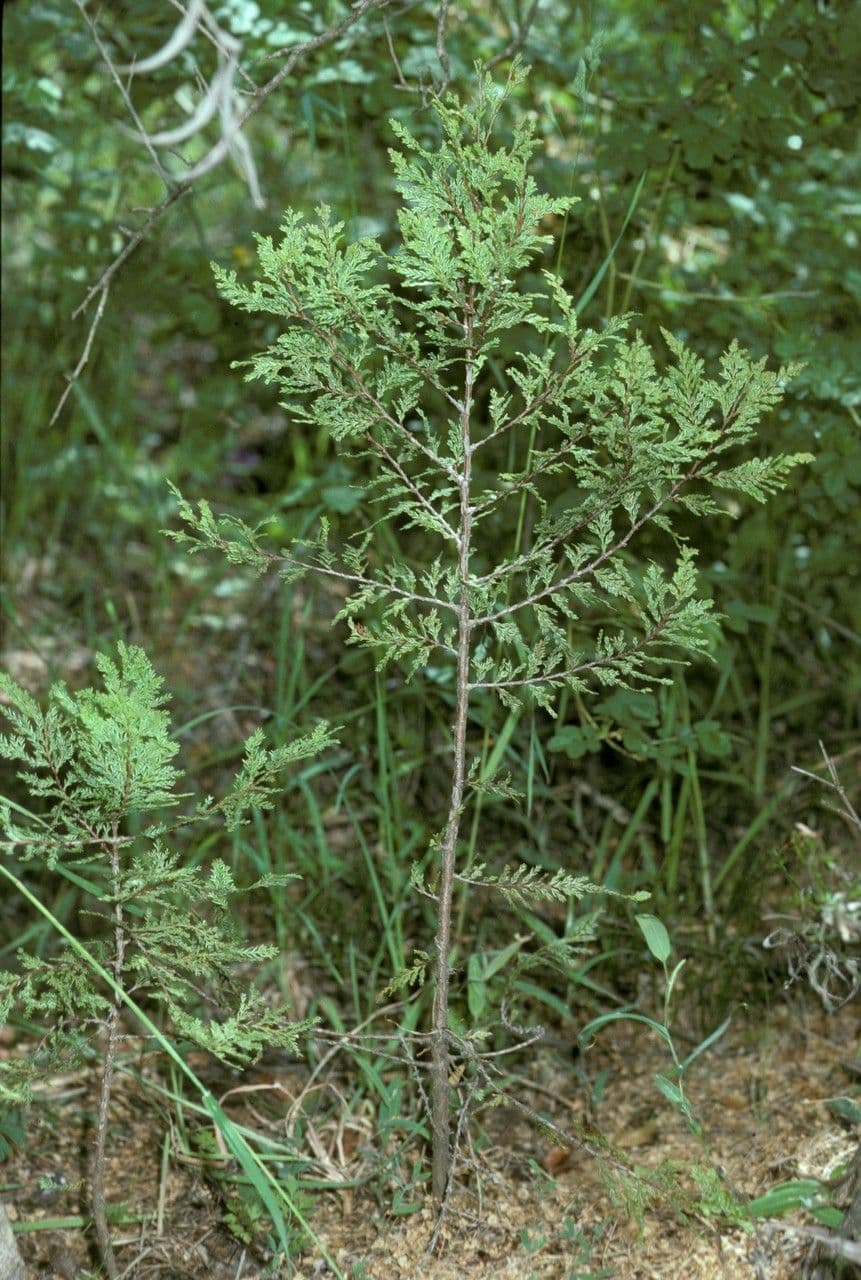 Austrocedrus chilensis chilenische Zeder mit elegantem Laubwerk