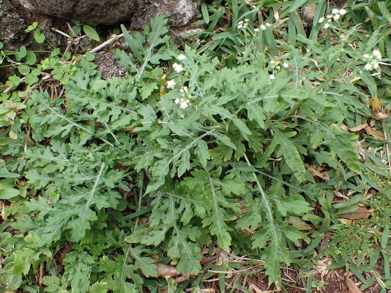 Plante Parthenium hysterophorus avec petites fleurs blanches-jaunes et feuilles finement ramifiees