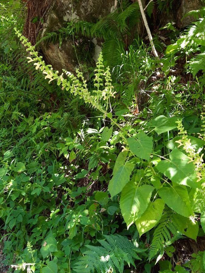 Klebriger Salbei (Salvia glutinosa) mit gelben Blüten in einem naturnahen Garten