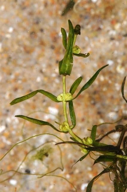 Callitriche hermaphrodite en environnement aquatique avec feuillage fin