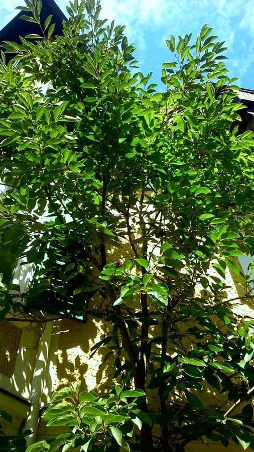 Amerikanischer Persimonebaum mit reifen orangen Fruchten