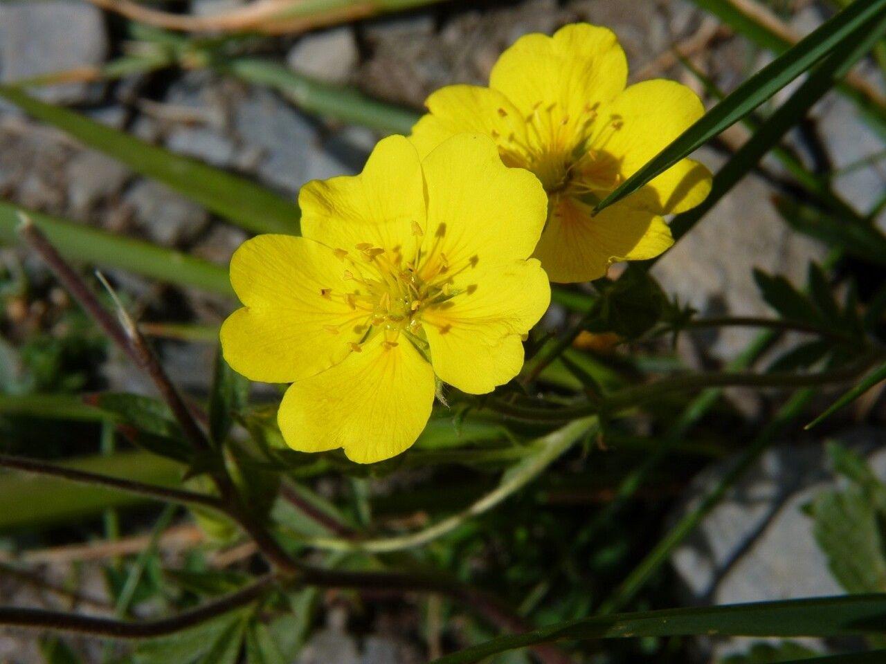 Potentilla grandiflora in full bloom on a sunny slope with bright yellow flowers and finger-like foliage