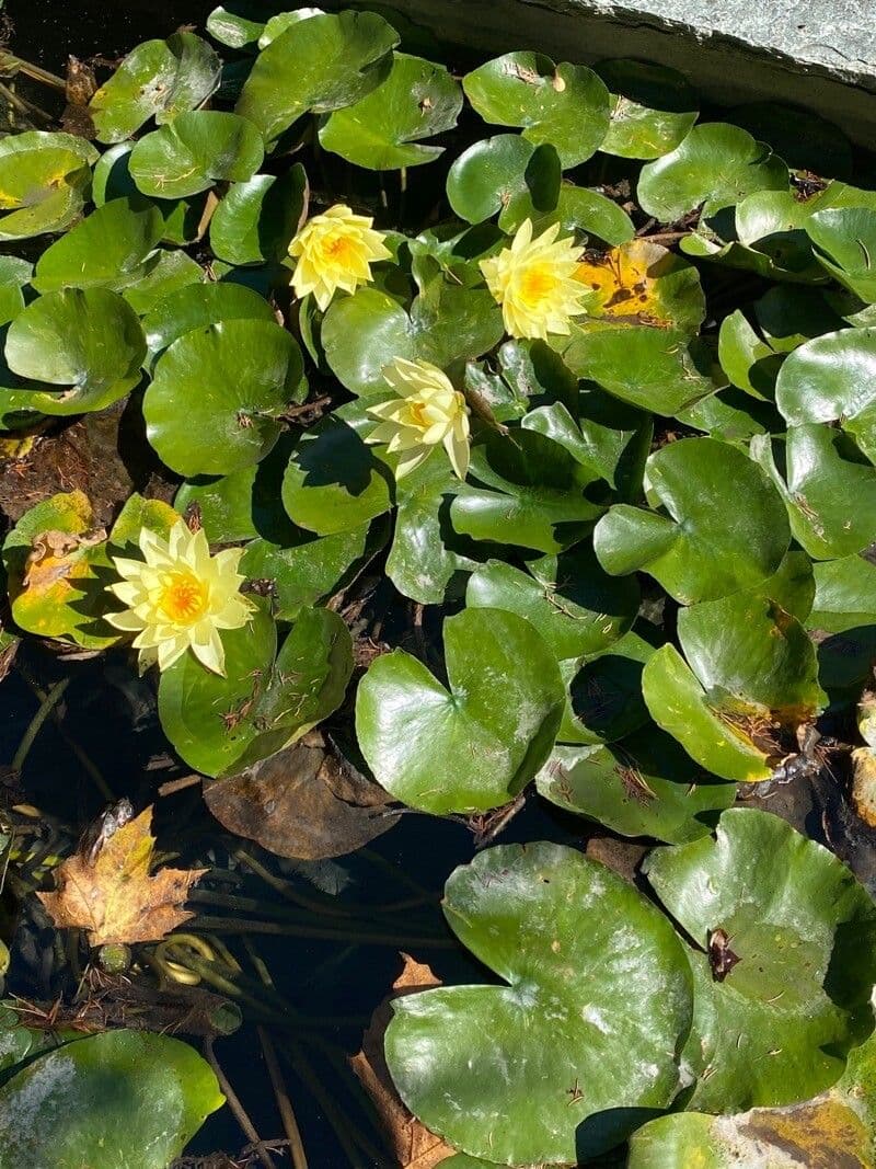 Nymphéa du Mexique avec des fleurs jaunes vif flottant sur l'eau