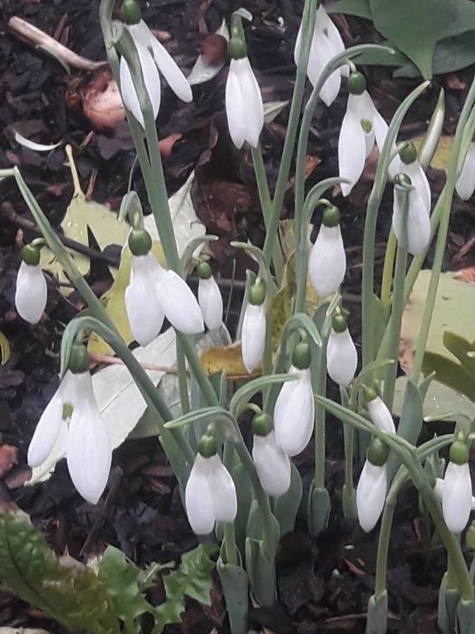 White common snowdrop flowers hanging in snow