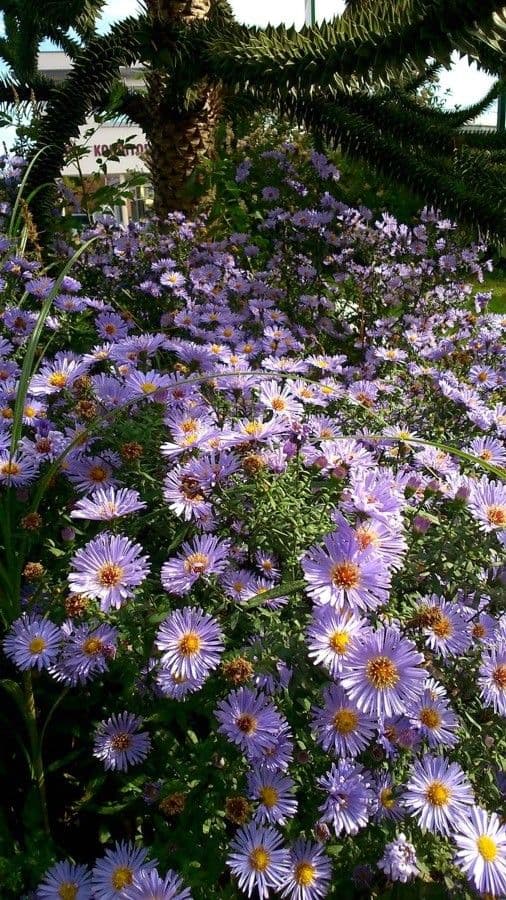 Michaelmas daisy in full purple bloom