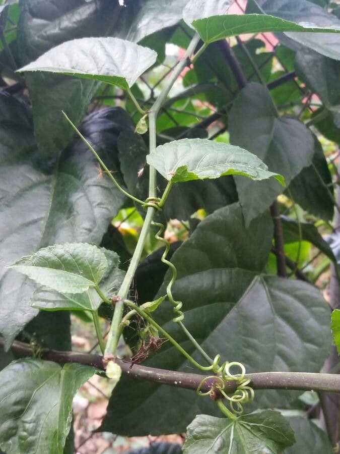 Cissus verticillata vines and foliage