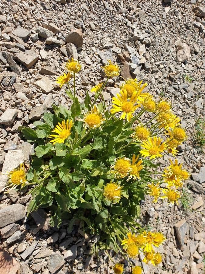 Grootbloemige Zonnebloem met grote gele bloemen