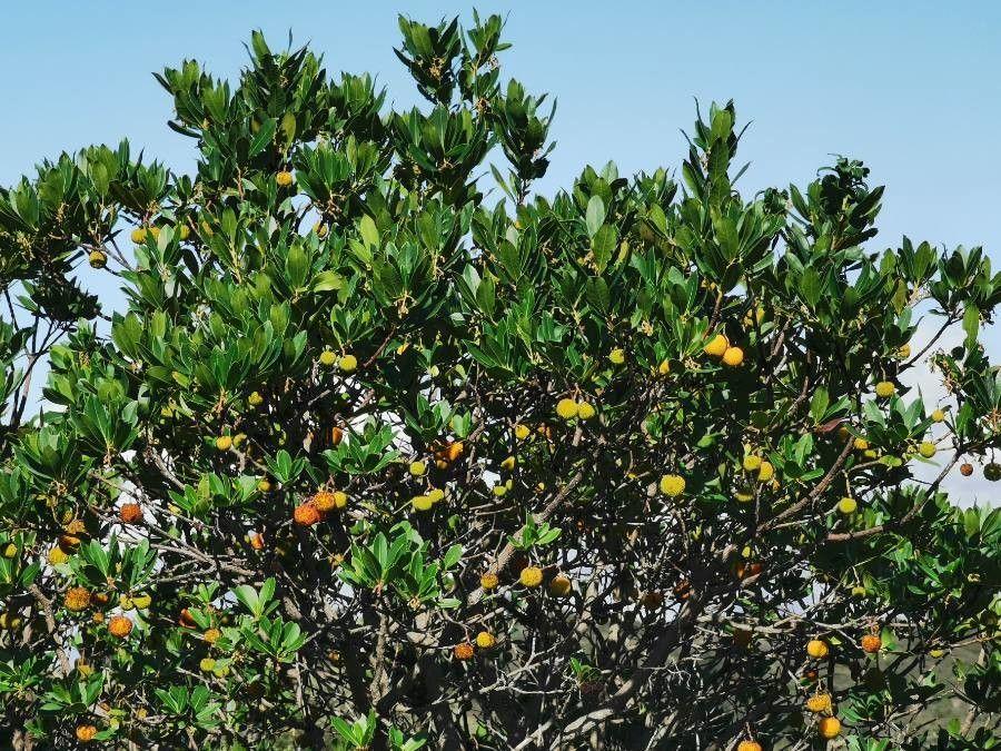Arbousier en fleur avec fruits rouges et fleurs blanches