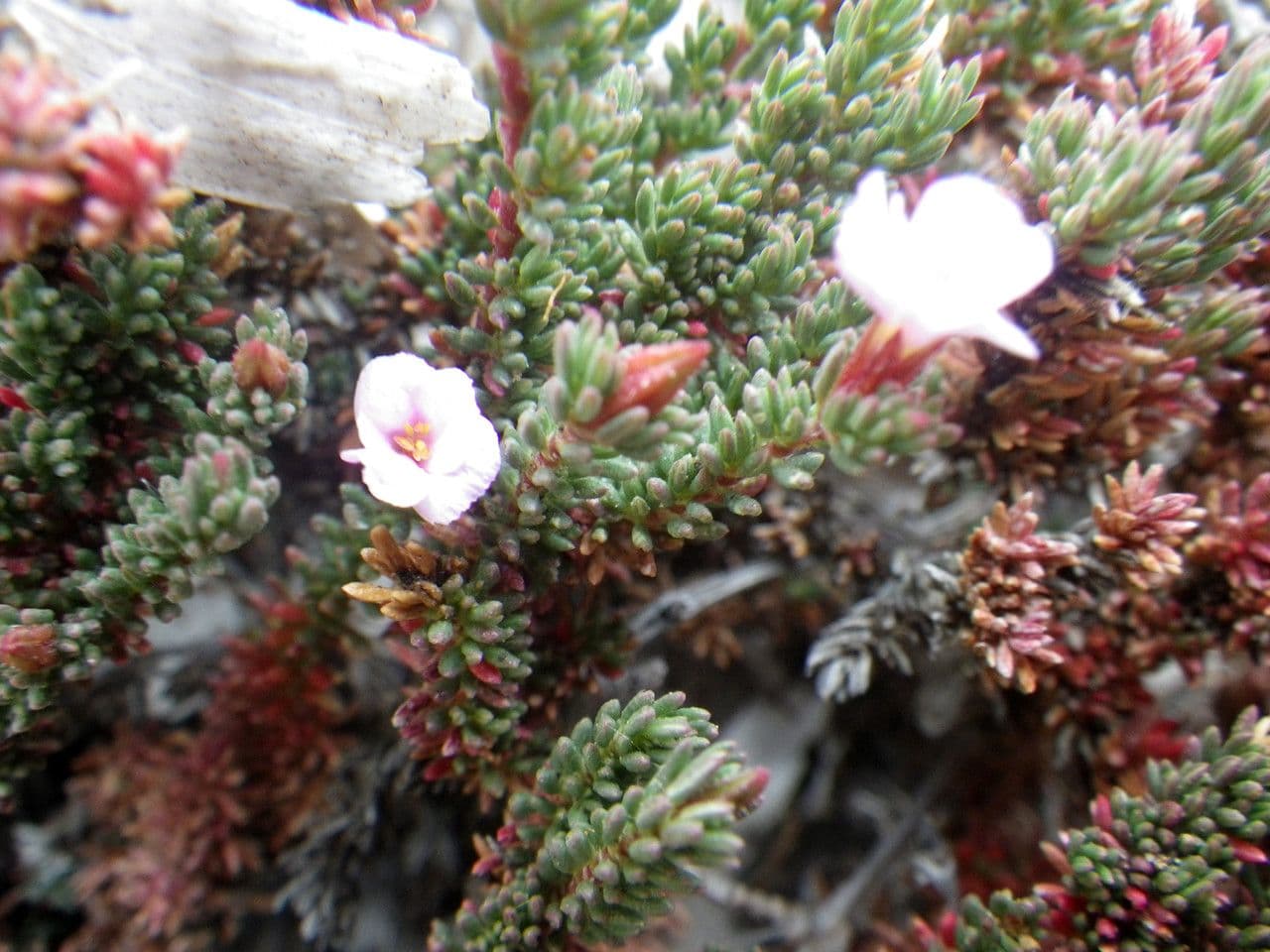 Frankenia laevis bruyere marine avec fleurs roses et feuillage fin