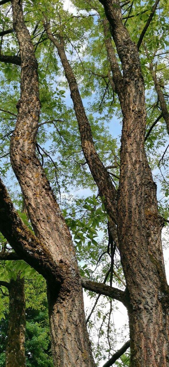 Japanische Kastanien-Eiche im Frühjahr mit frischem Laub und jungen Kätzchen