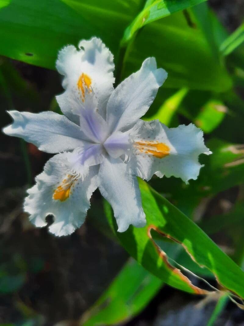 Fleurs blanches d'Iris confusa orchidee-bambou