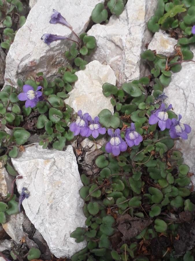 Italian toadflax displaying pale purple and white flowers on stone wall