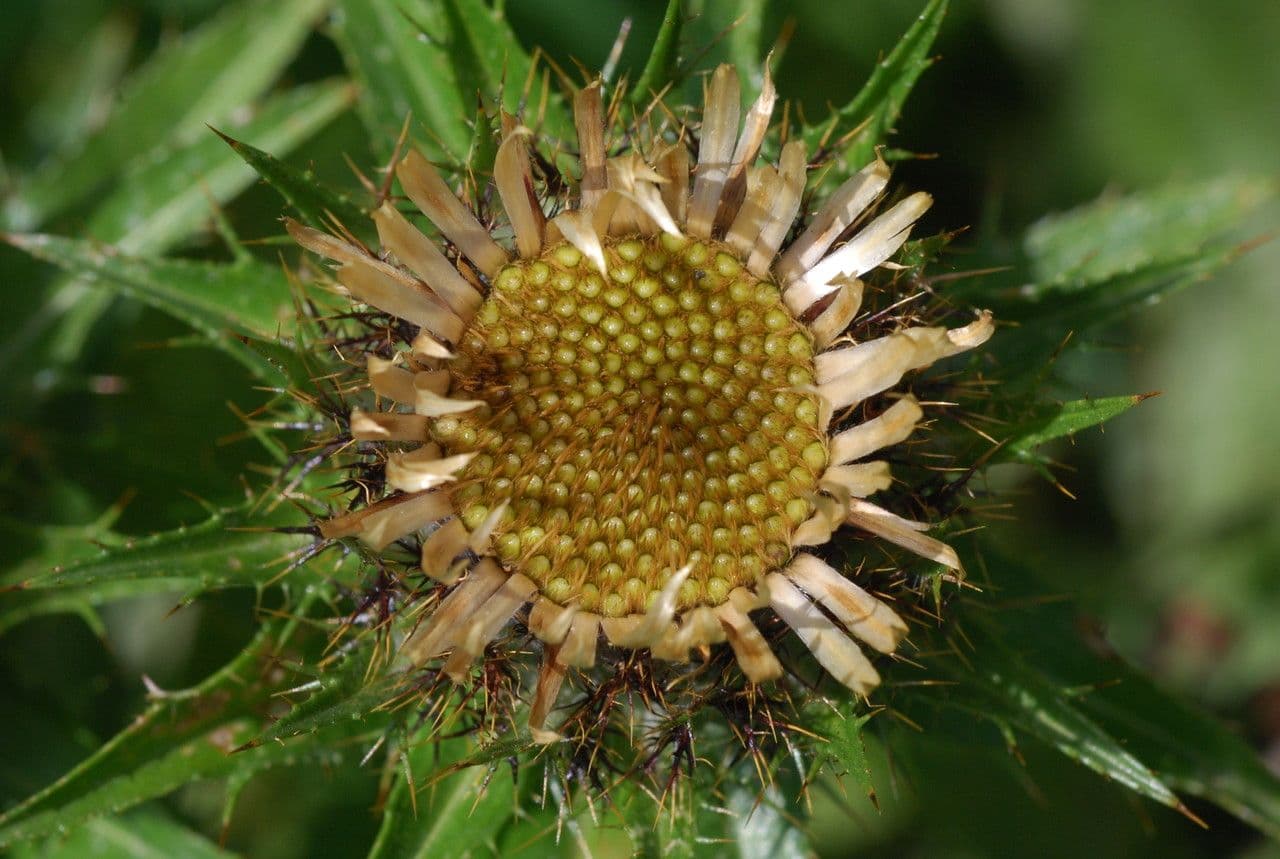 Fleurs jaune dore de Carlina biebersteinii avec epines rigides