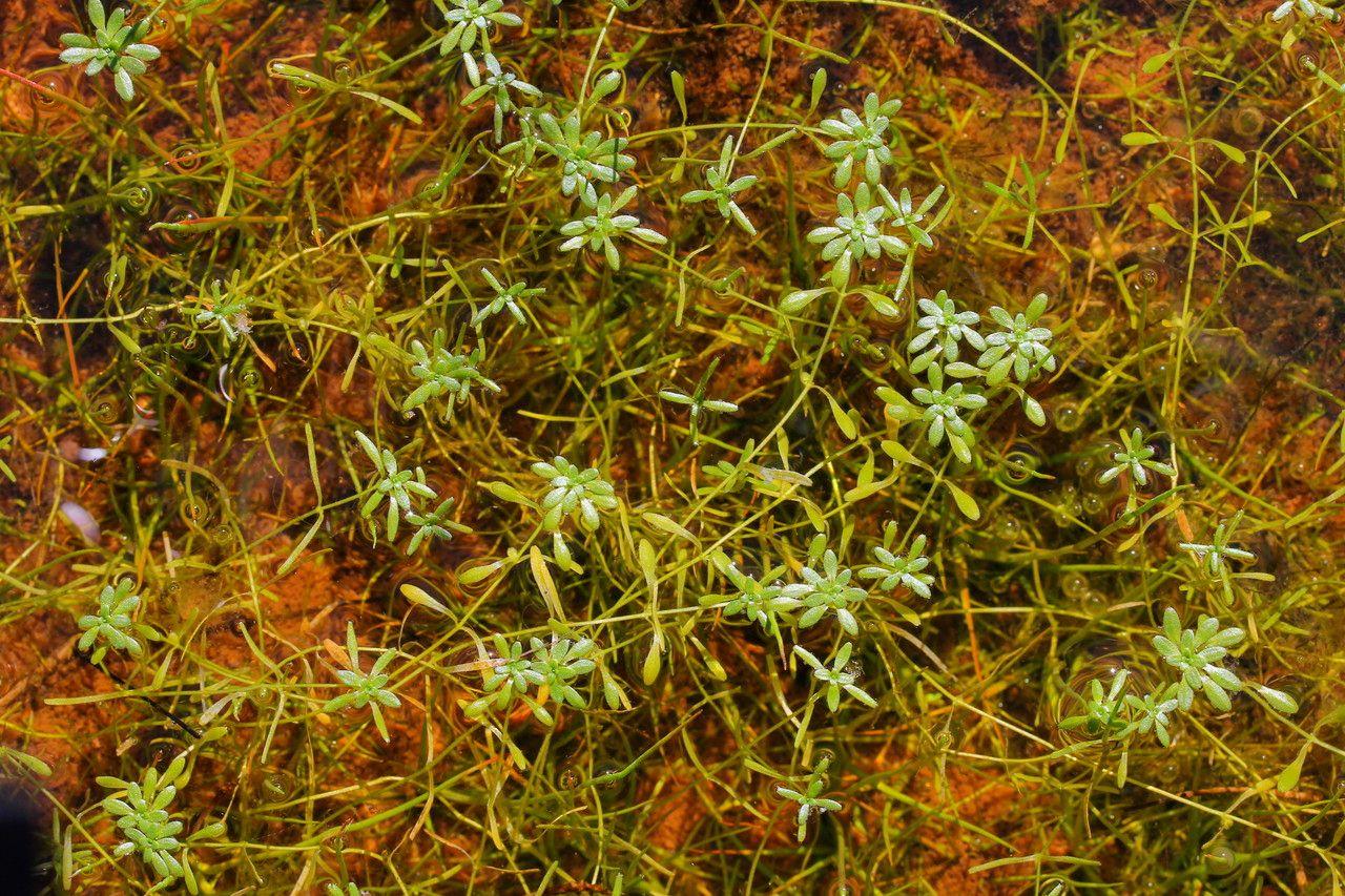 Callitriche pédonculé dans une eau de bassin limpide avec de fines feuilles en forme d'étoile