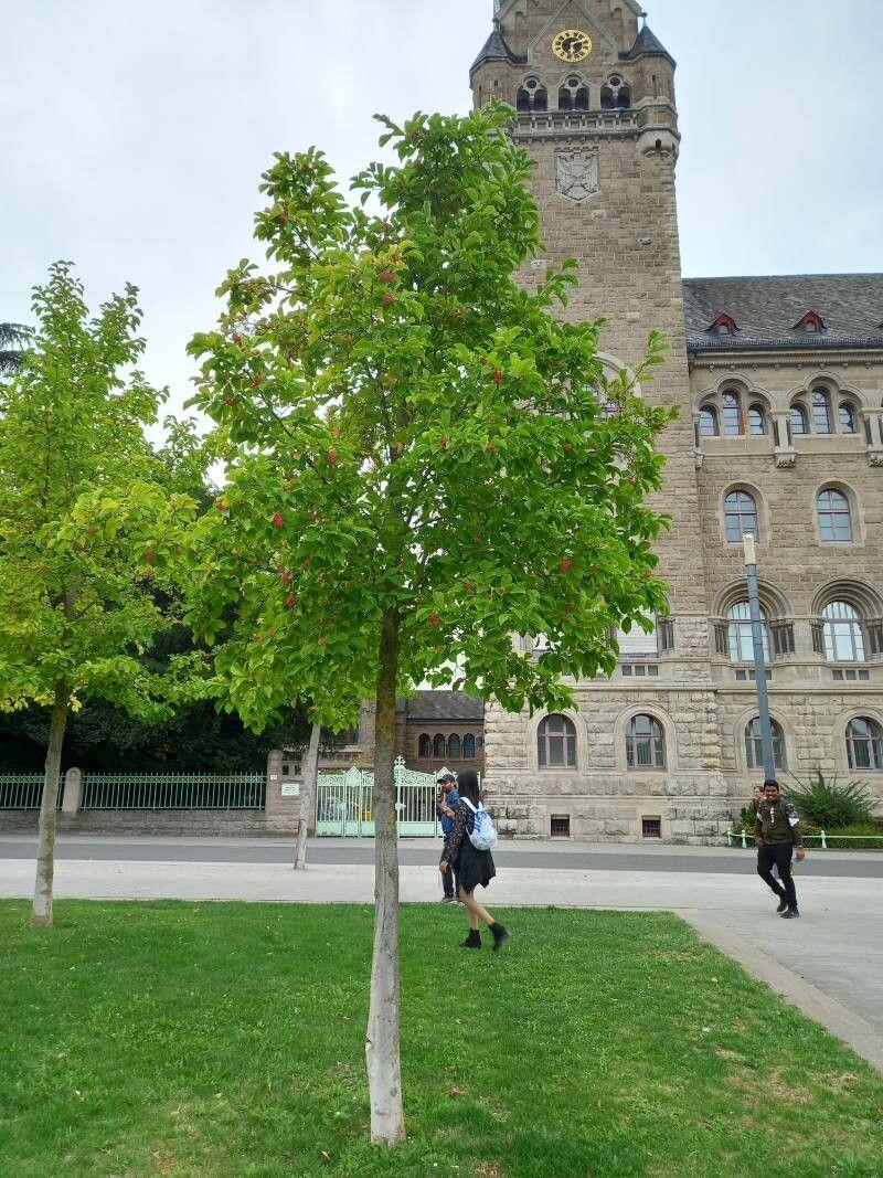 Kobushi-Magnolie in voller Blüte, mit großen weißen Blüten vor blauem Himmel im Frühjahr