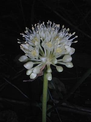 Waldlauch Allium tricoccum mit charakteristischen breiten Blattern und weissen Bluten