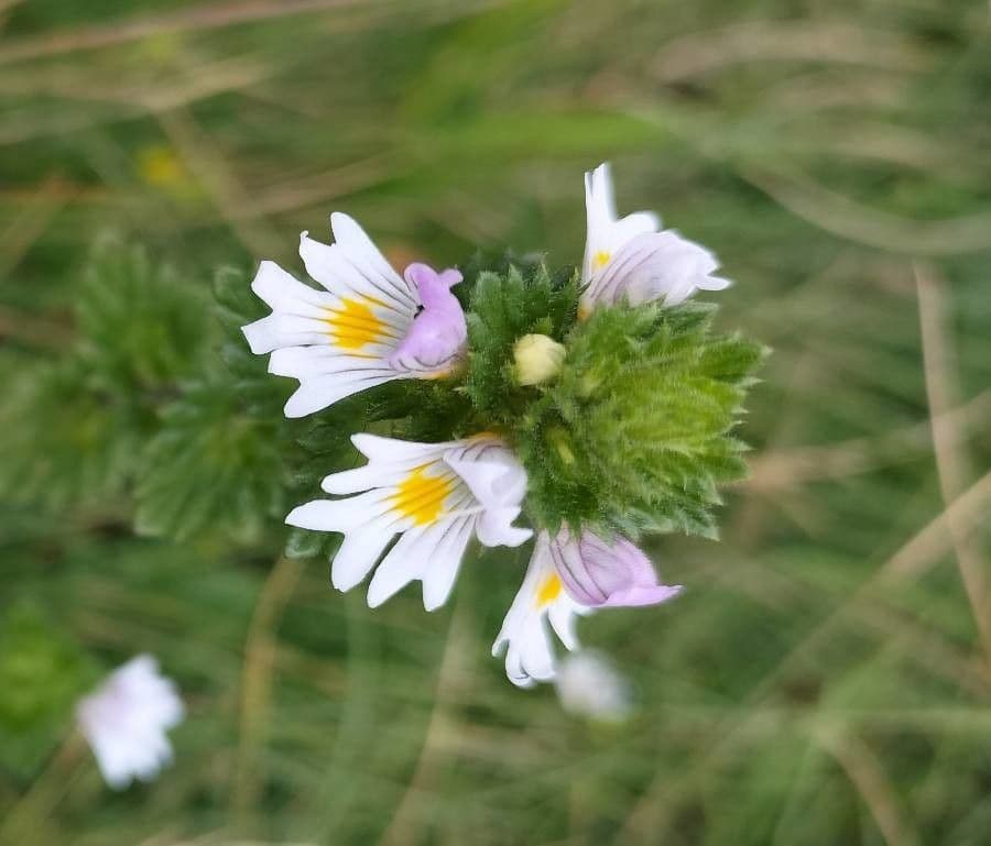 Euphrasia hirtella fleurs blanches dans une prairie ensoleillée