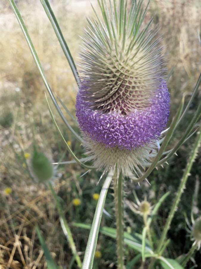Eine reife Wilde Karde mit stacheligem, bürstenartigem Blütenkopf im Herbstlicht, umgeben von trockenem Gras.