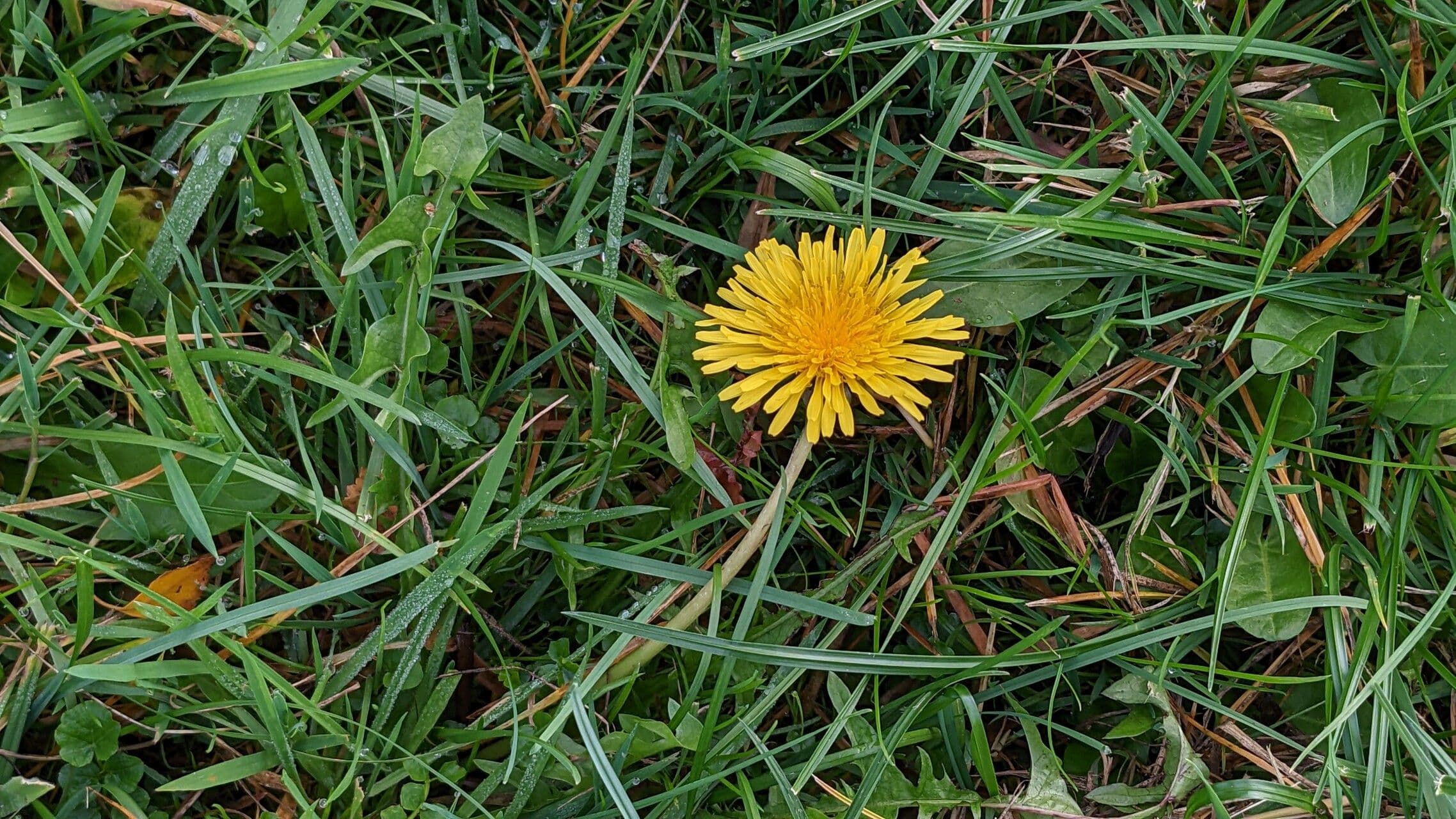 Taraxacum palustre met gele bloemen en paardenbloembolletjes