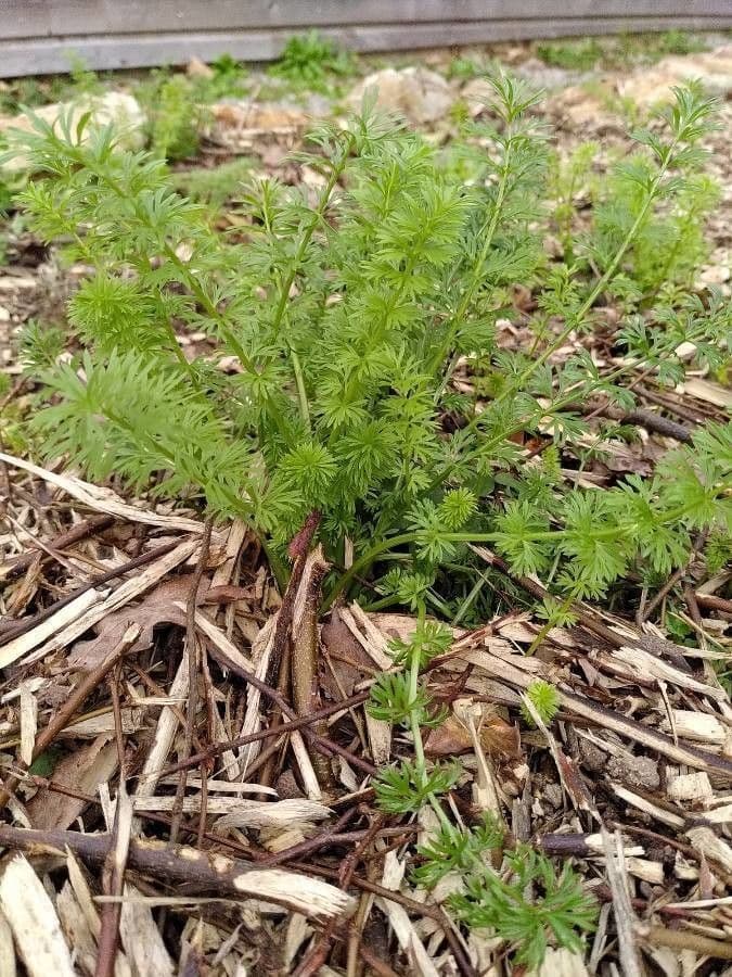Caraway plant with fine feathery foliage and delicate white flowers