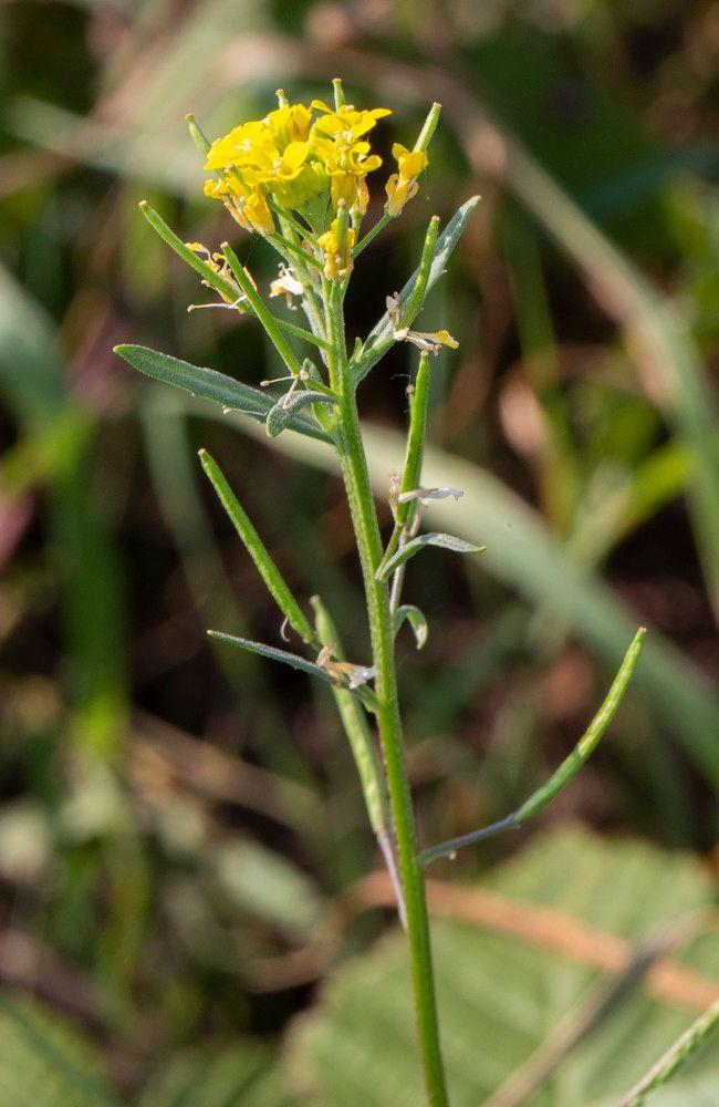 Treacle mustard in bloom on a sunny border