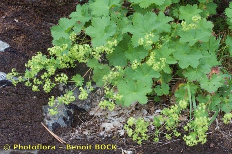 Alchemilla fissa mit charakteristisch tief gelappten Blattern und gelbgrunen Blutenschirmen