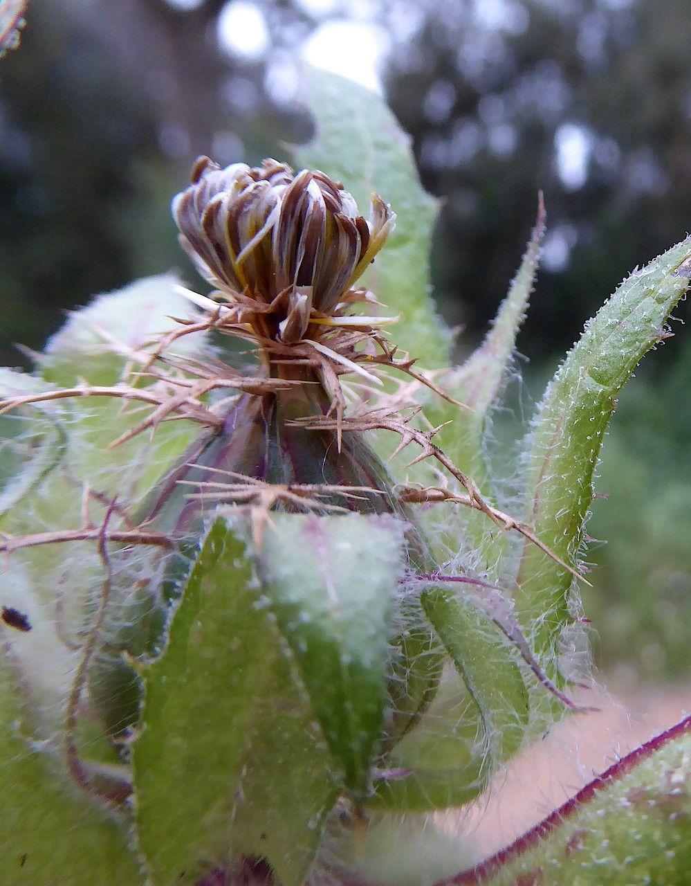 Benediktenkraut mit goldgelben Blütenköpfen in einer trockenen, sonnigen Rabatte