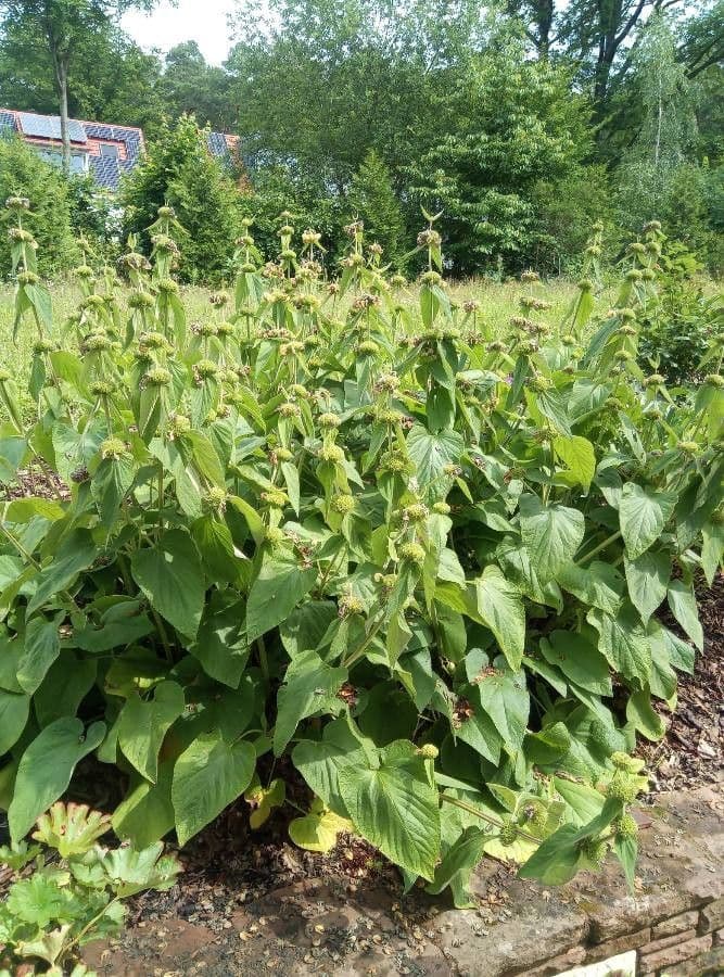 Sauge turque robuste avec fleurs jaunes dans le jardin