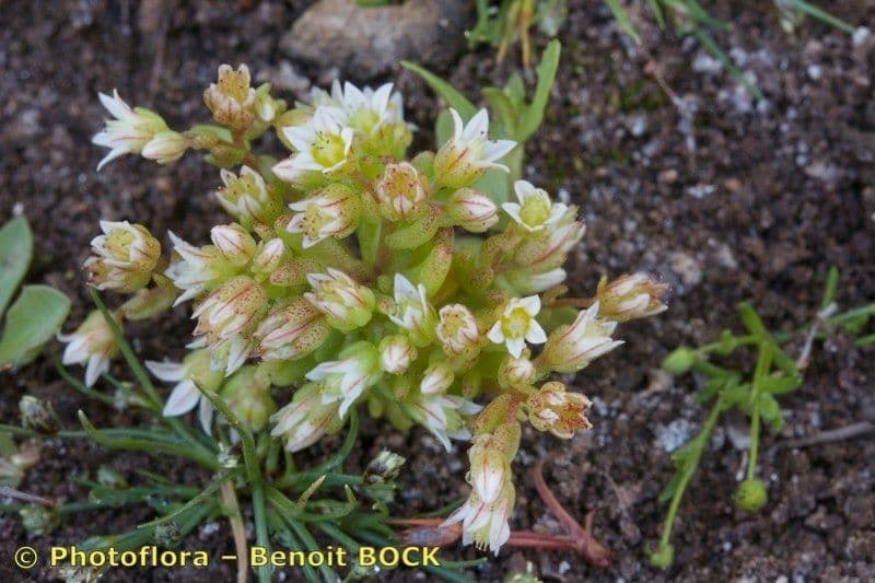 Fleurs pourpres de Sedum nevadense en montagne