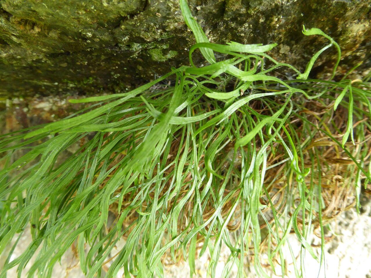 Forked spleenwort growing in cracks of stone walls under partial shade