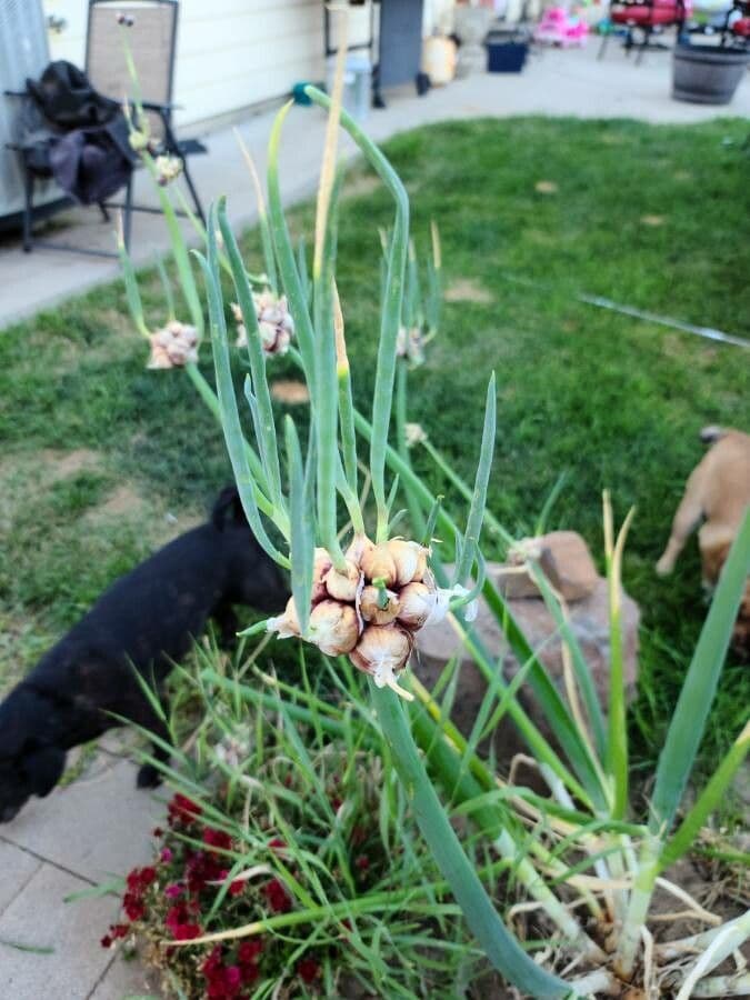 Allium canadense with purple flower clusters