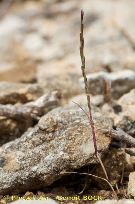 Festuca salzmannii herbe ornementale au feuillage fin et argente