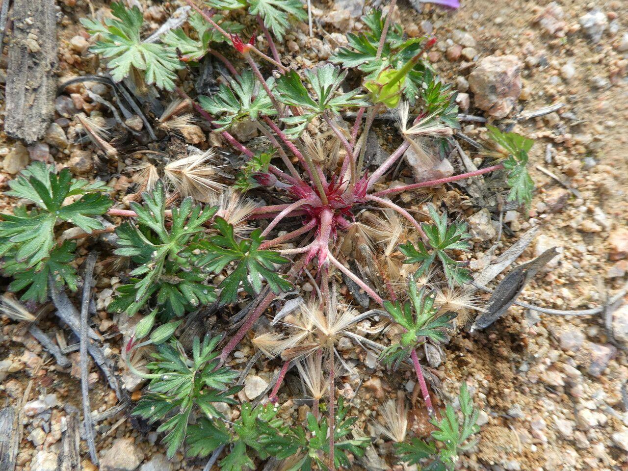 Tauben-Storchschnabel in voller Blüte, zarte Stiele und hellviolette Blüten im Sommergarten