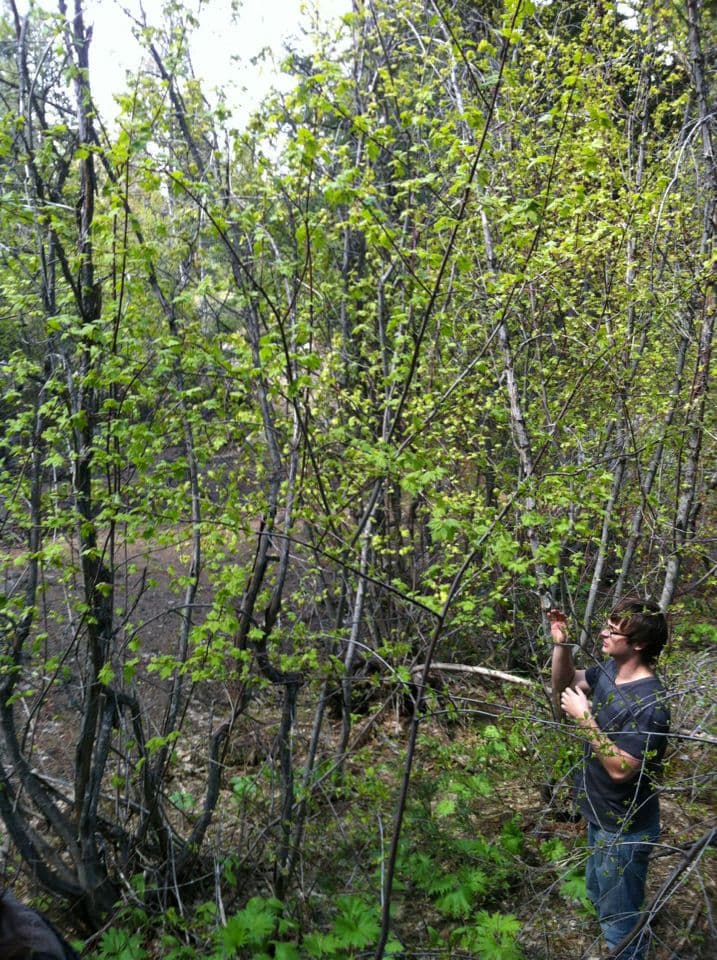 Rocky Mountain maple Acer glabrum displaying characteristic fine branching