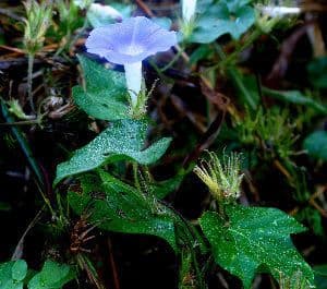 Purpurrote Prunkwindenbluten, die sich in Morgenlicht offnen