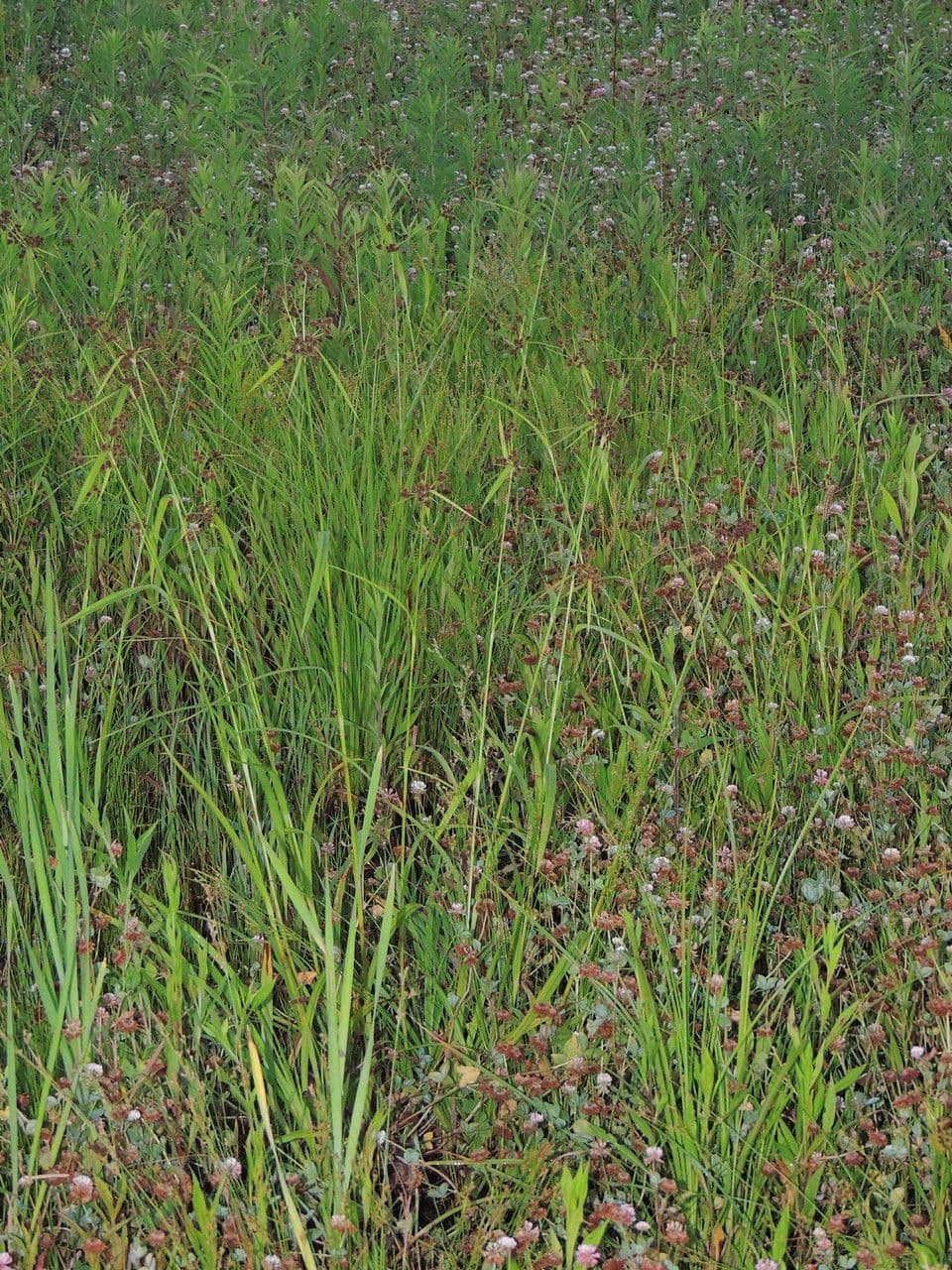 Scirpus atrovirens Blattform und Wuchs