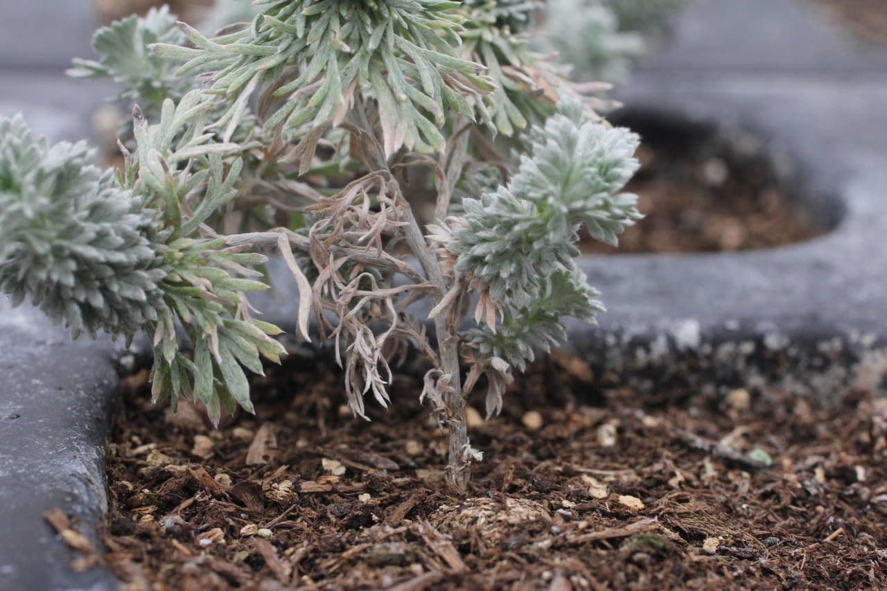 Artemisia schmidtiana plant met karakteristieke zilverwitte bladeren