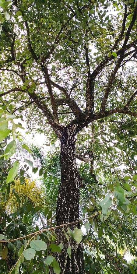 Pflanze Terminalia chebula