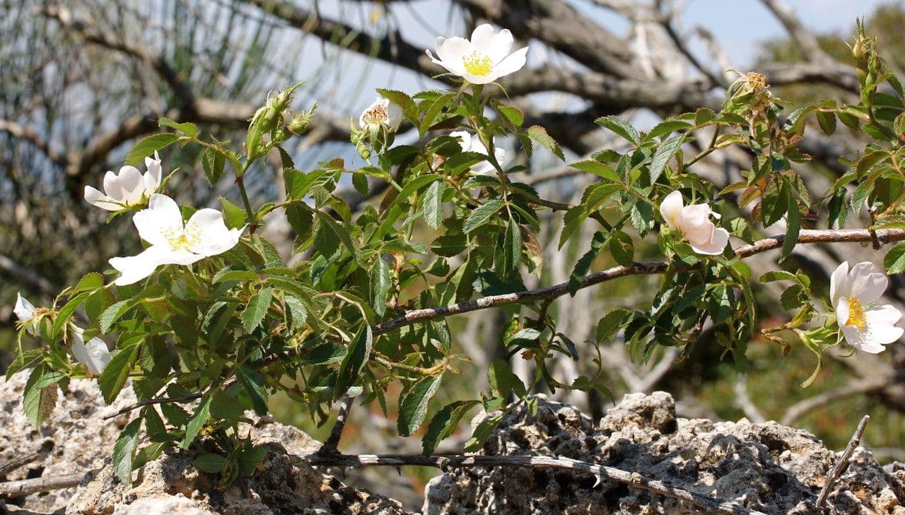 Kraagroos met roze bloemen en vruchten