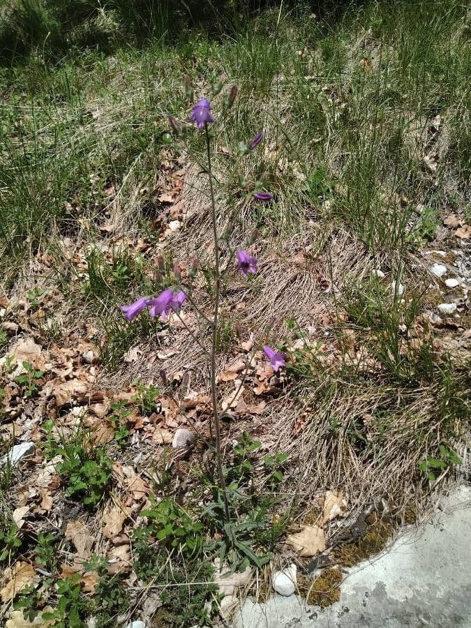 Campanula sibirica showing blue flowers in alpine setting