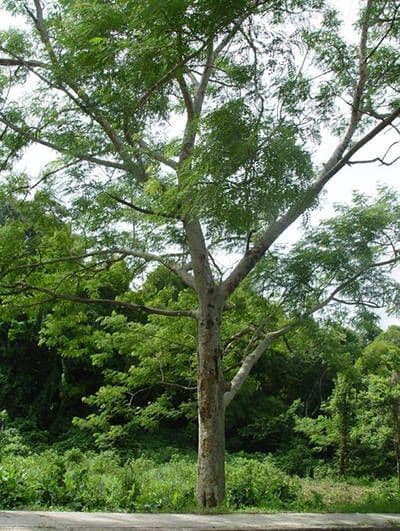 Weißer Seidenbaum mit charakteristischem Fiederlaub und silberner Rinde