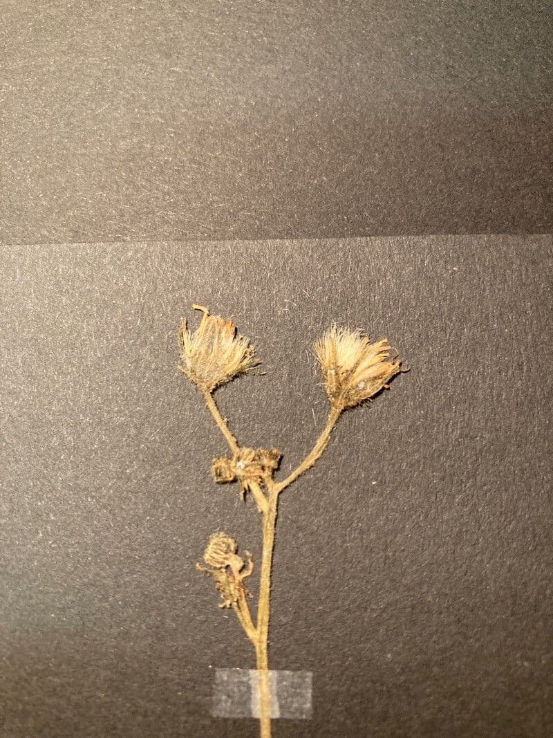Hieracium caesium blaugraues Habichtskraut gelbe Blute
