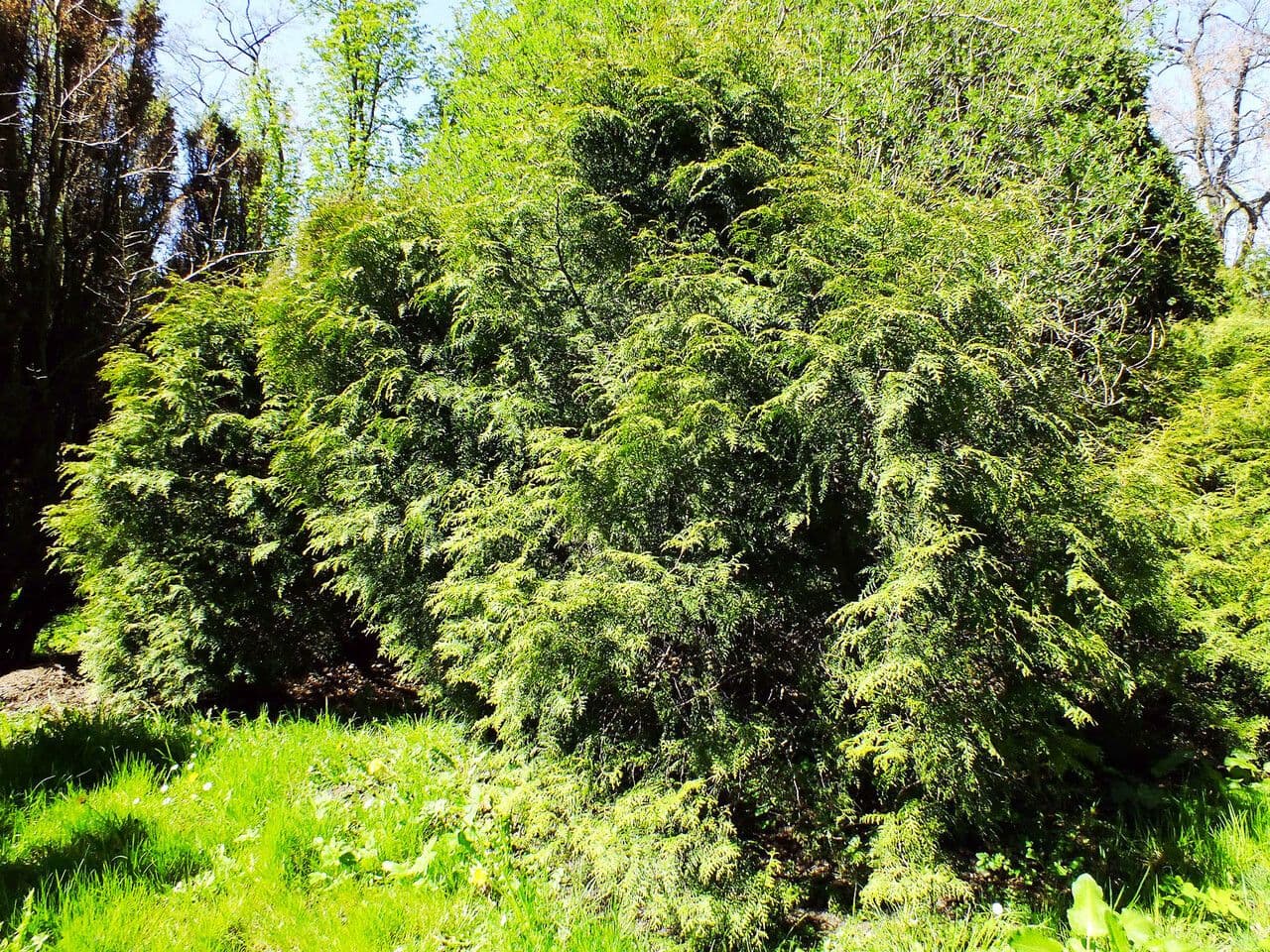 Thuja koraiensis naaldenwerk met geurende schubben in groen