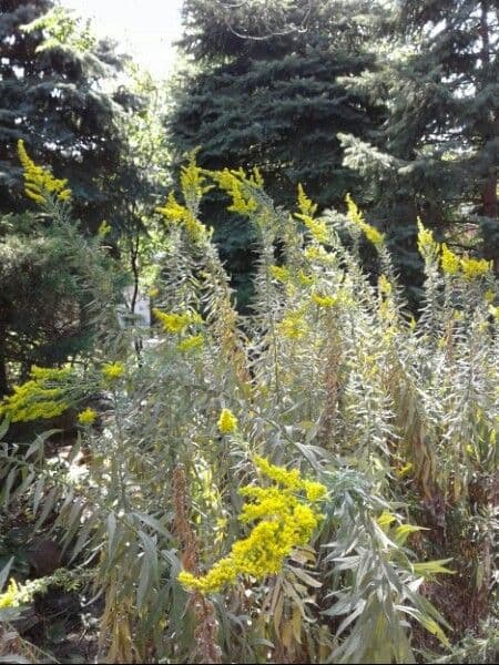 Kanadische Goldrute Pflanze mit goldenen Blutendolden