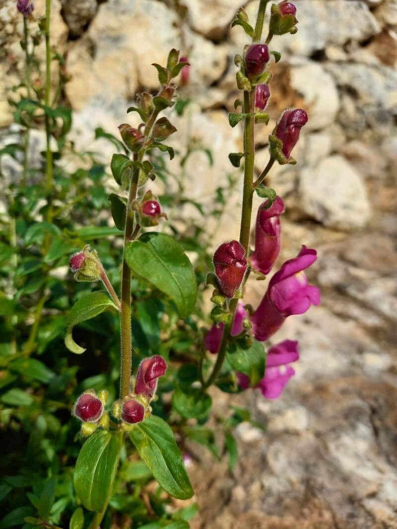 Épis fleuris de muflier en tons pastel et vifs, cultivés en bordure ensoleillée