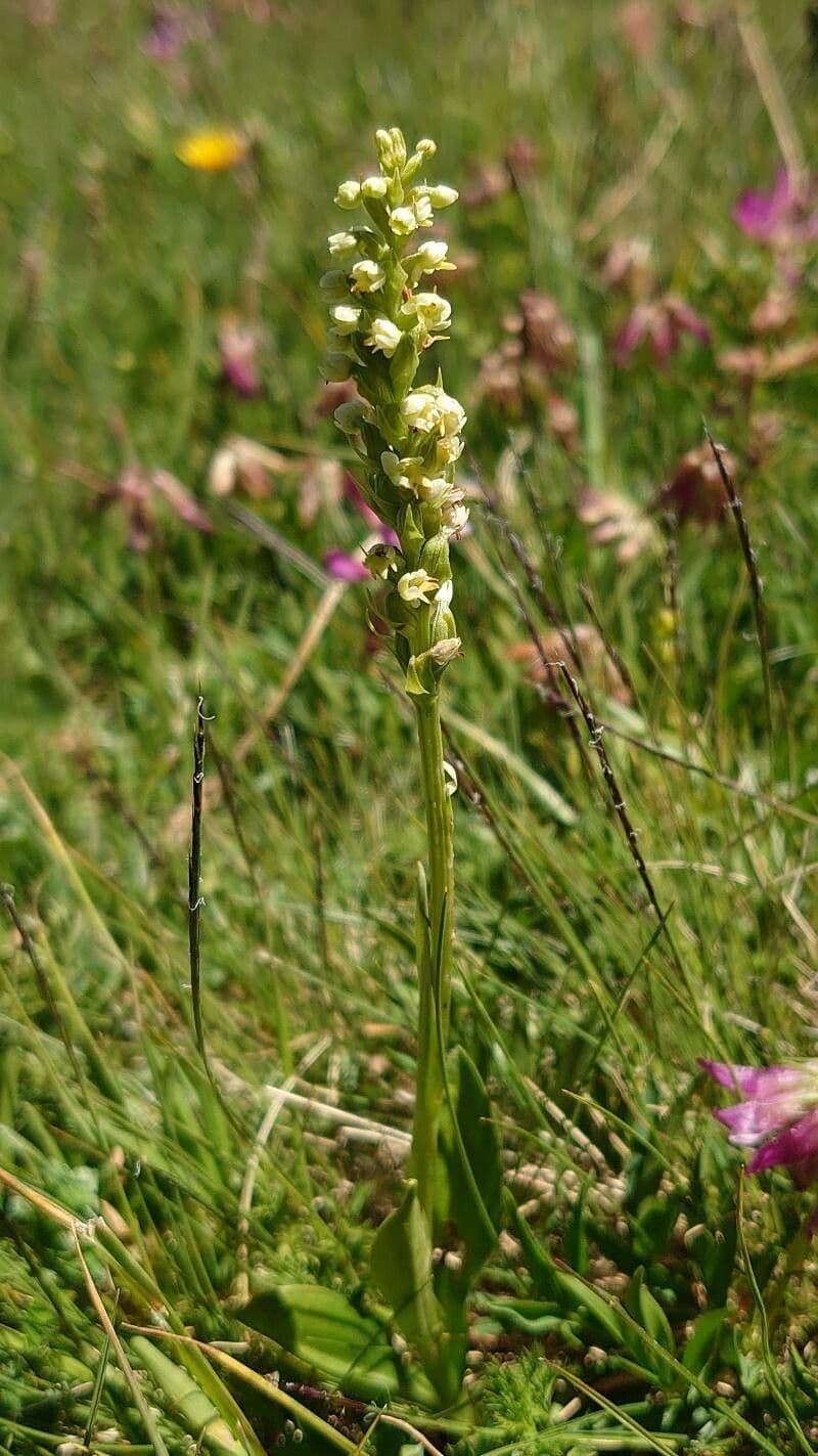Petite orchidee blanche avec fleurs blanches delicates