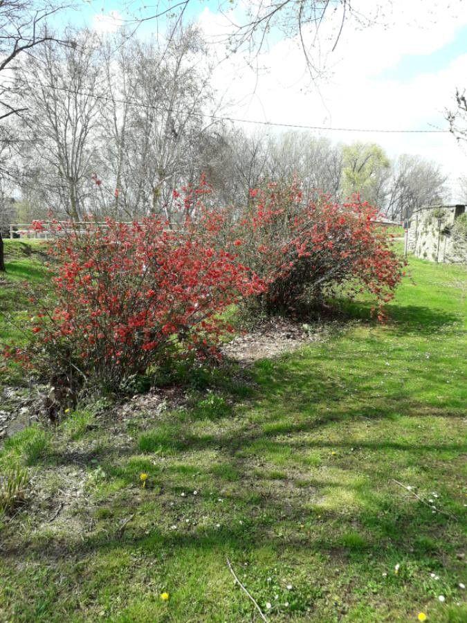 Blühende Japanische Zierquitte im Frühjahr, mit leuchtend orangenen Blüten vor dunkelgrünen Blättern in einer sonnigen Beetanlage.