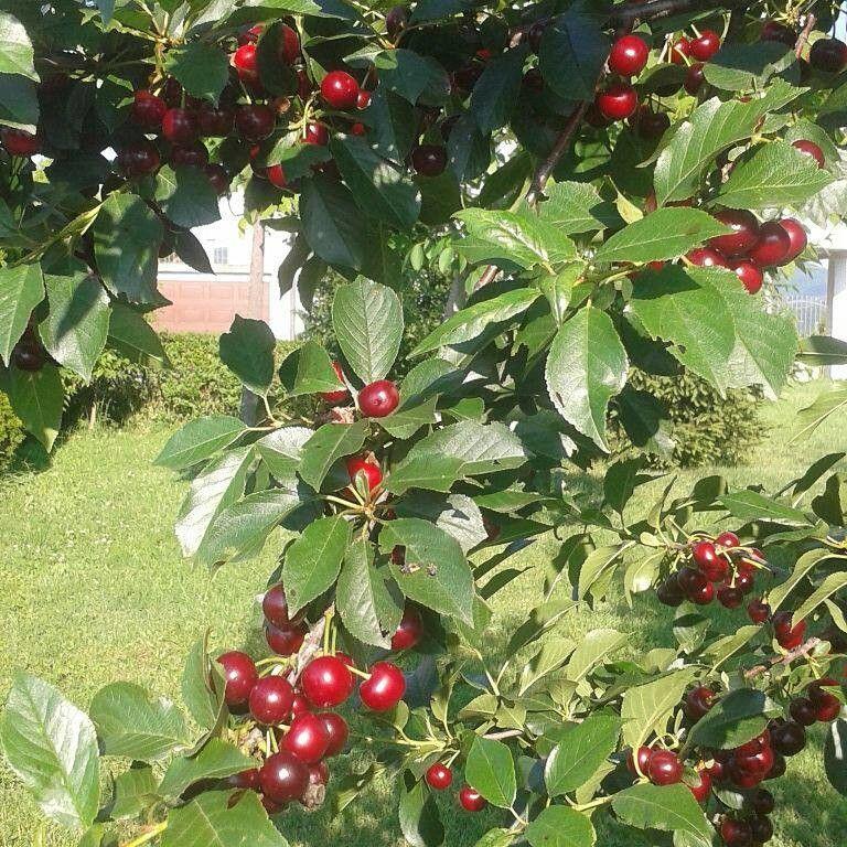 Cerises rouges foncées sur un arbre feuillu en été