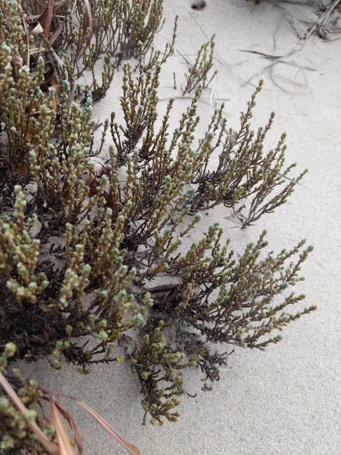 Hudsonia tomentosa als niedriger, wollig-grauer Bodendecker auf sandigem Küstenboden mit gelben Blüten