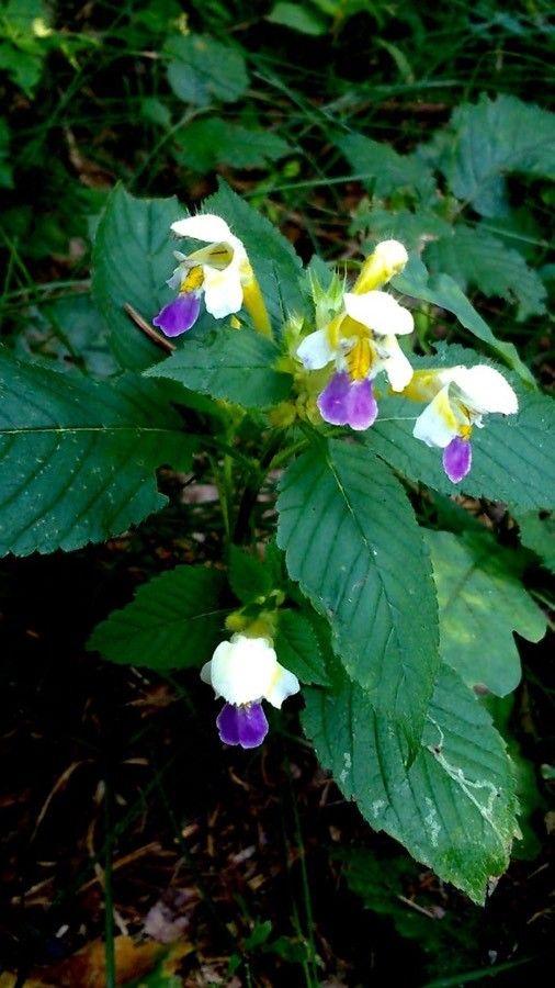 Galeopsis speciosa en pleine floraison dans un pré ensoleillé, entouré d'autres plantes spontanées